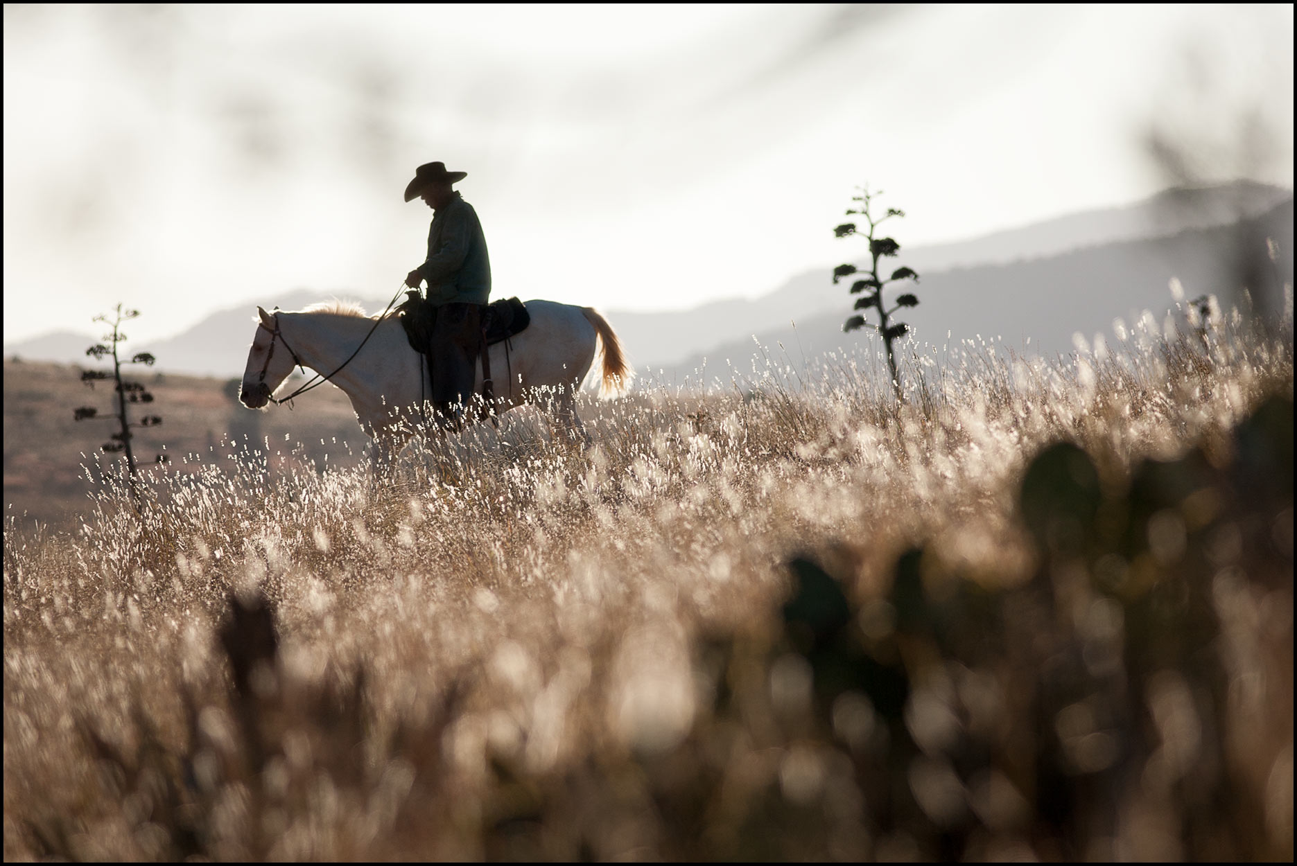 A cowboy rides a white horse in the arid terrain of the Davis Mountains in west Texas.