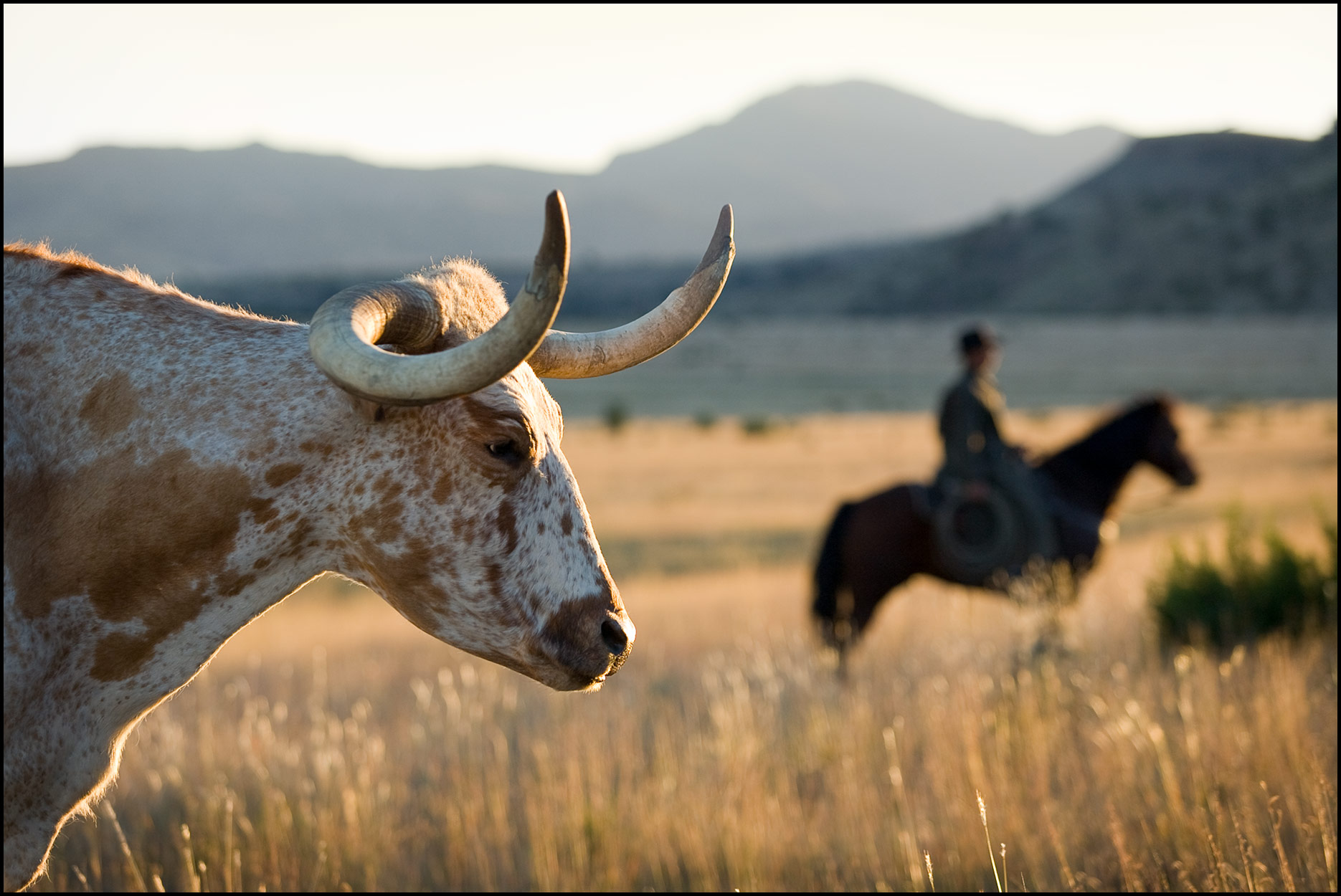 A longhorn steer in the foreground eyes a cowboy on horseback on a ranch in the Davis Mountains of west Texas.