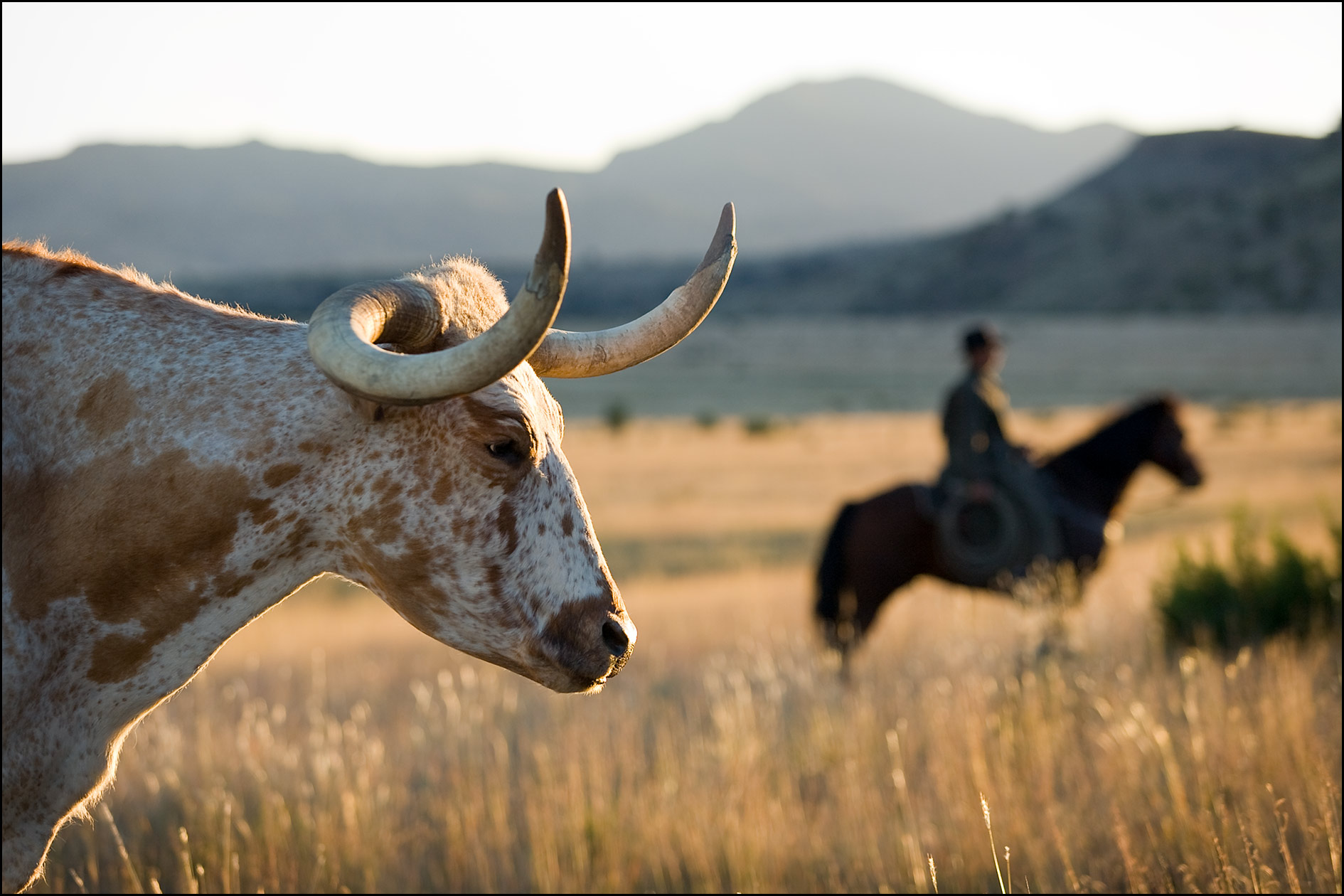 Texas hotsell steer cowboy